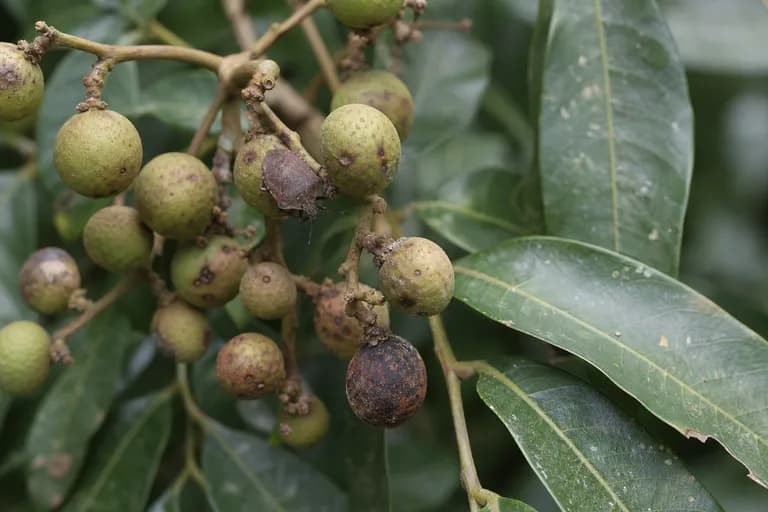 Longan-Stinkwanze