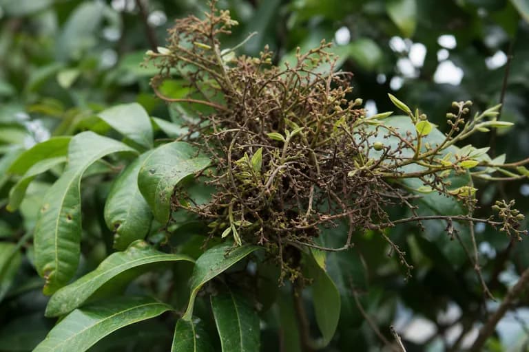 Longan-Hexenbesen