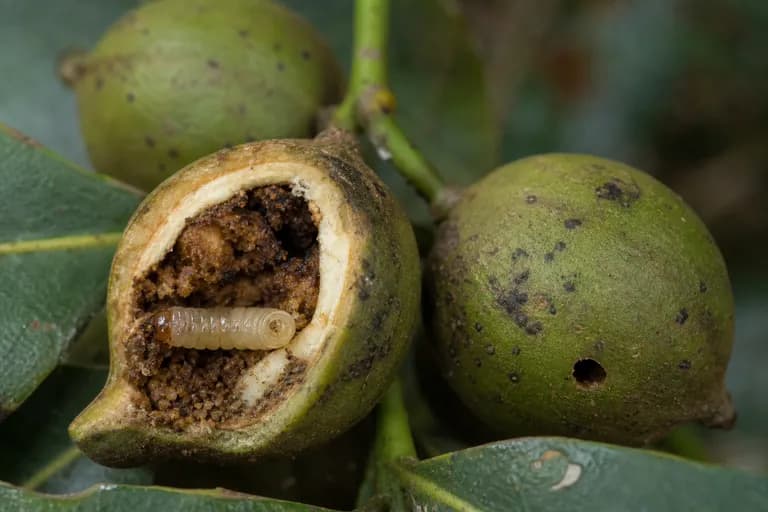 Macadamia-Nussbohrer