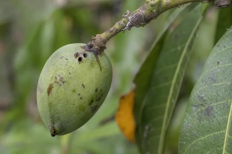 Mango-Samenrüssler