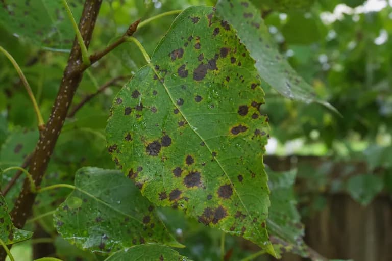 Marssonina Leaf Spot