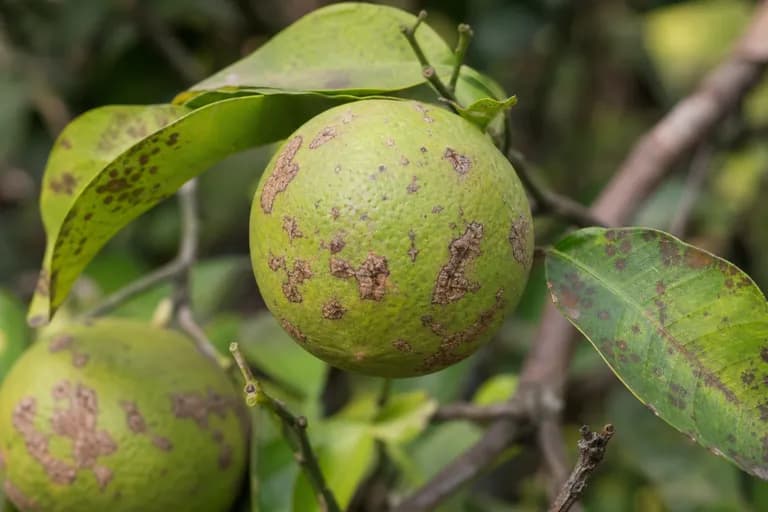 Melanose