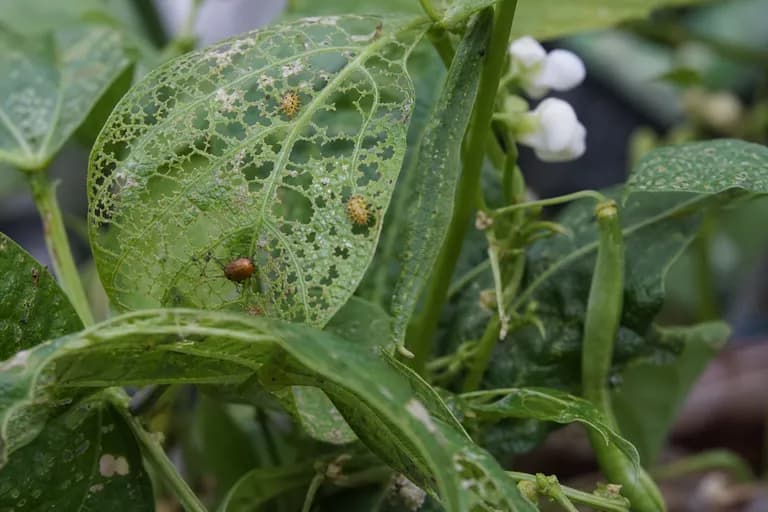 Mexican Bean Beetle