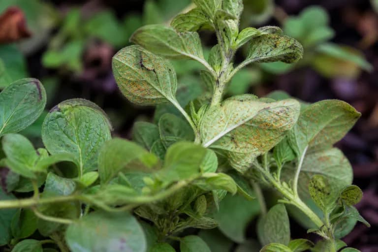 Roya de la menta