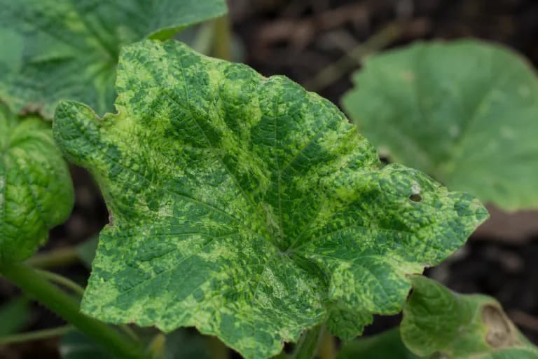 Marchitez por Fusarium (Fusarium oxysporum)