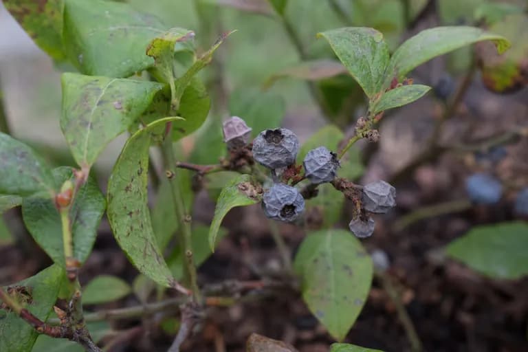 Mummy Berry