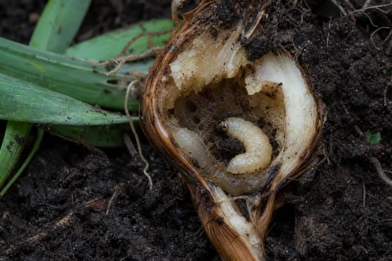Mosca del bulbo del narciso
