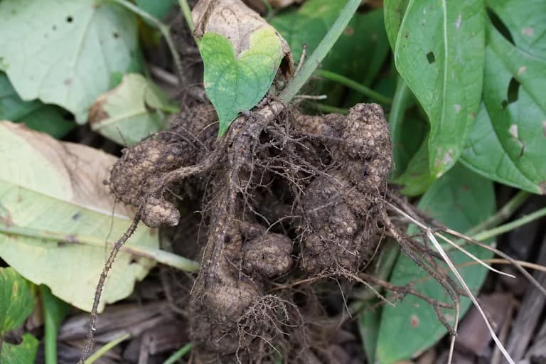 Nematodos