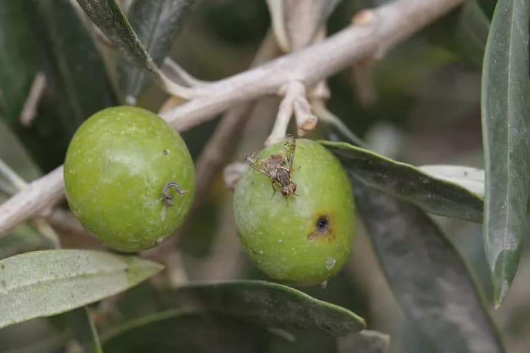 Olive Fruit Fly