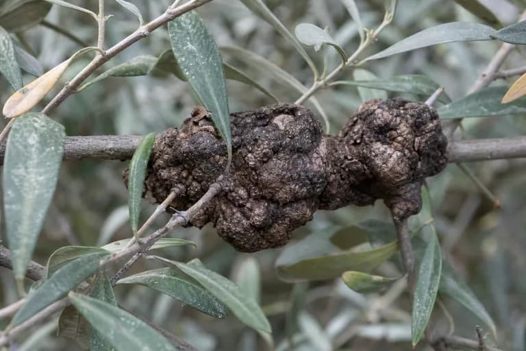 Olive Knot