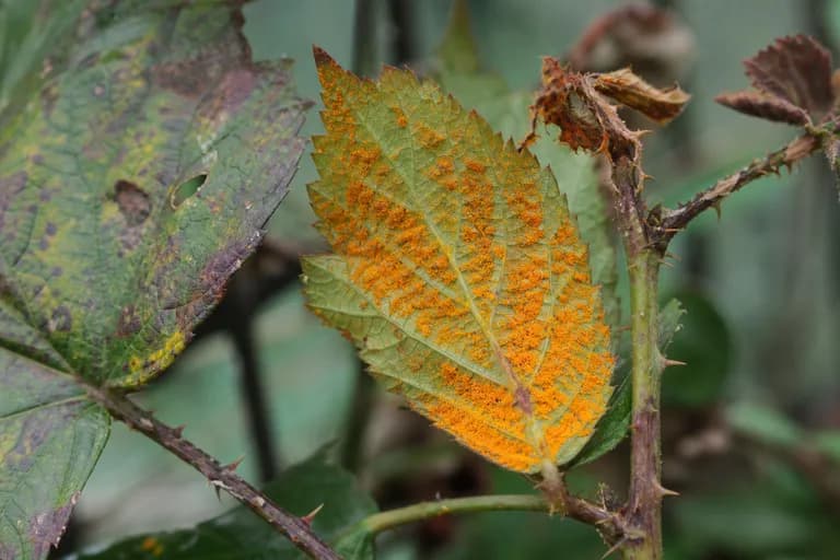 Orange Rust