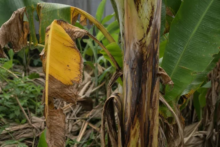 Enfermedad de Panamá (marchitez por Fusarium)