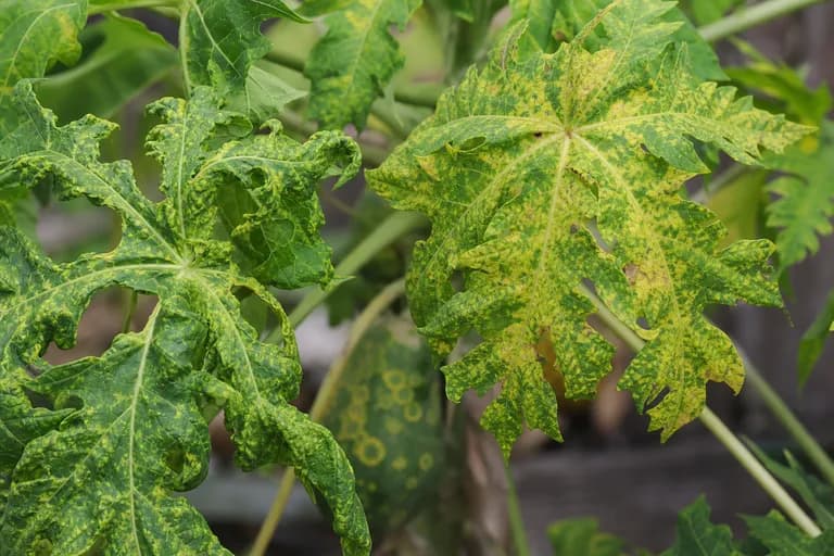 Papaya-Ringfleckenvirus