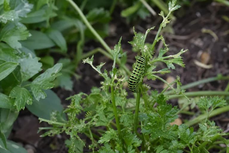 Petersilienwurm (Schwalbenschwanz-Raupe)