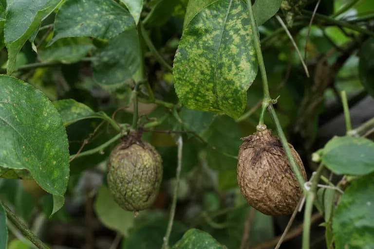 Virus de la madera de la pasiflora