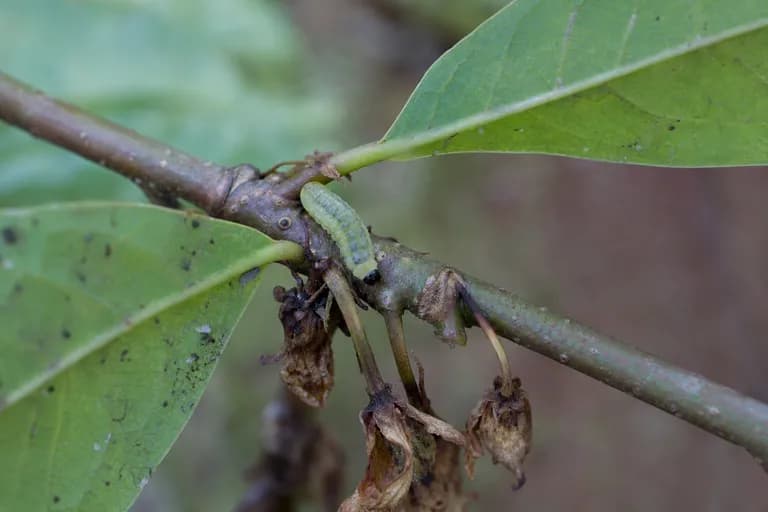 Pawpaw Peduncle Borer