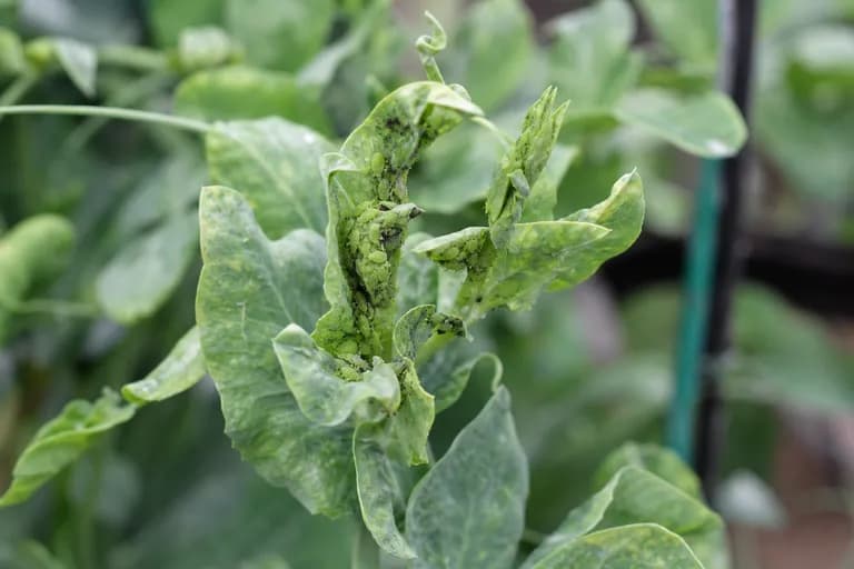Pulgón del guisante
