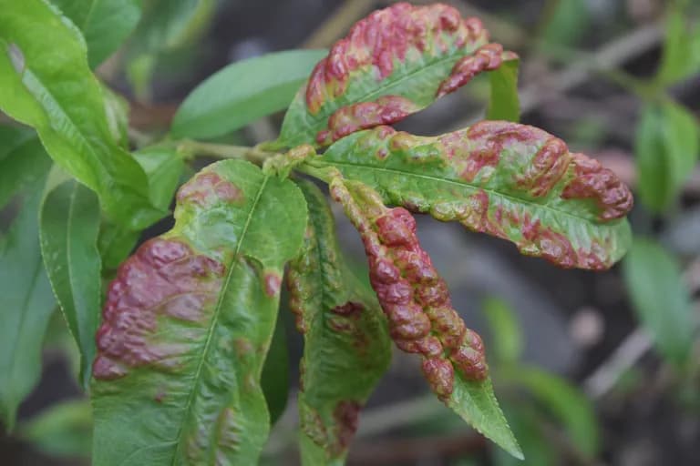 Peach Leaf Curl