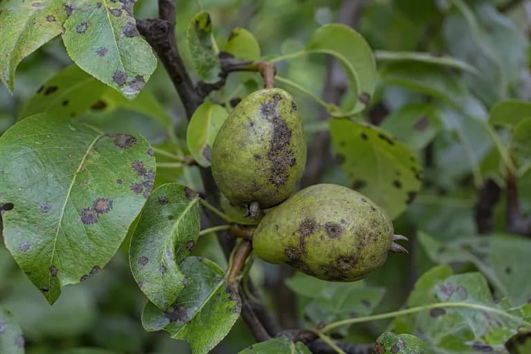 Pear Scab