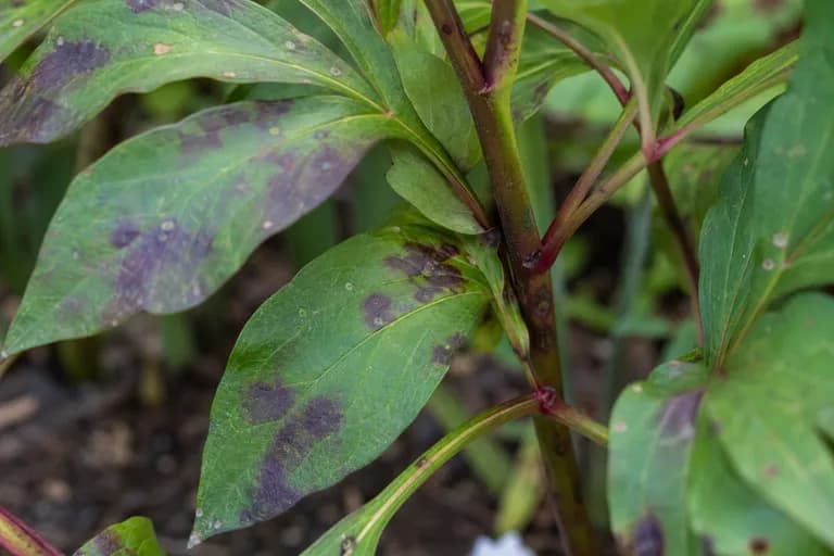 Peony Leaf Blotch