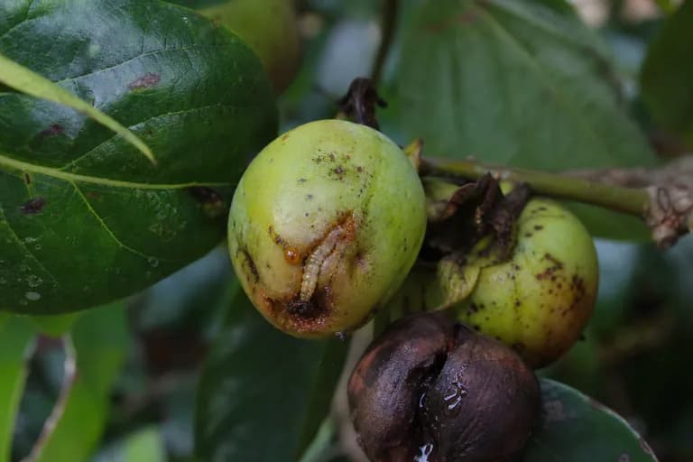 Gusano de la fruta del caqui