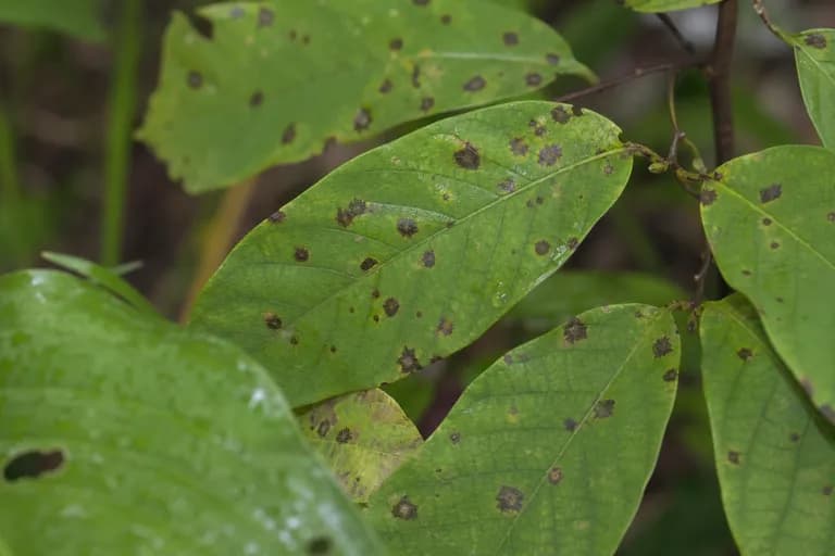Phyllosticta Leaf Spot