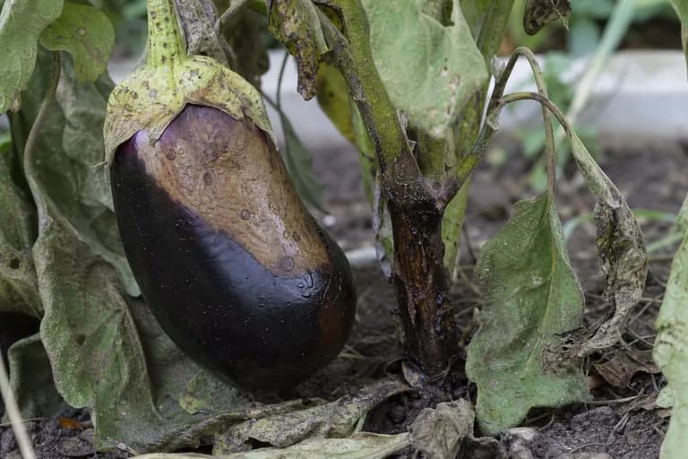 Phytophthora Blight