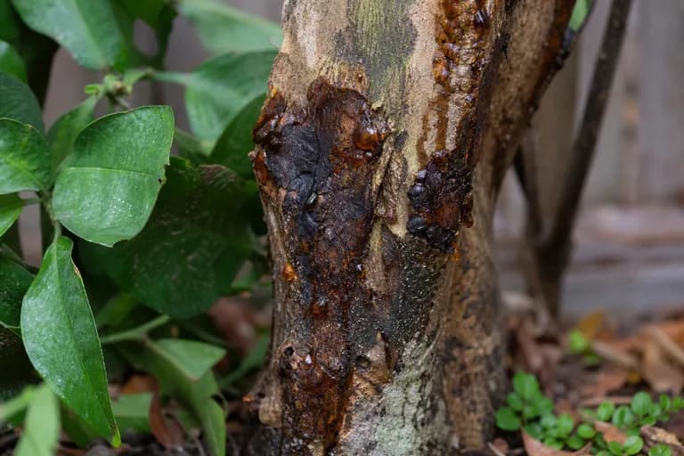 Gomosis por Phytophthora