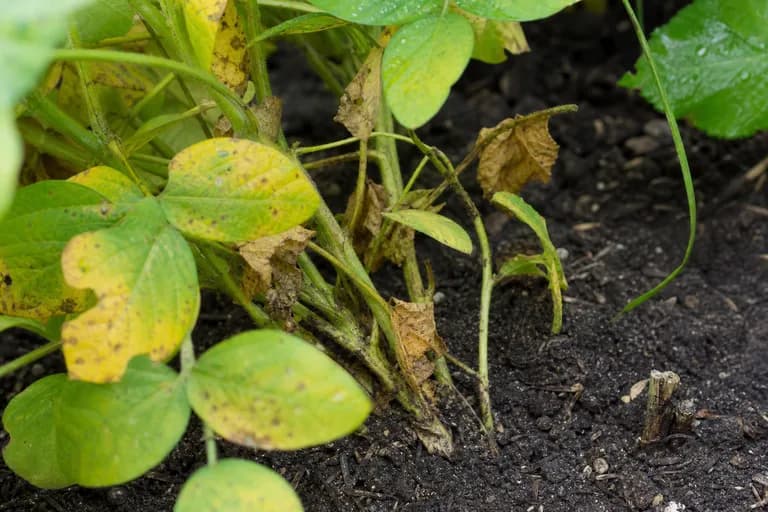 Phytophthora Root Rot
