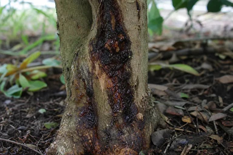 Phytophthora-Stammkrebs