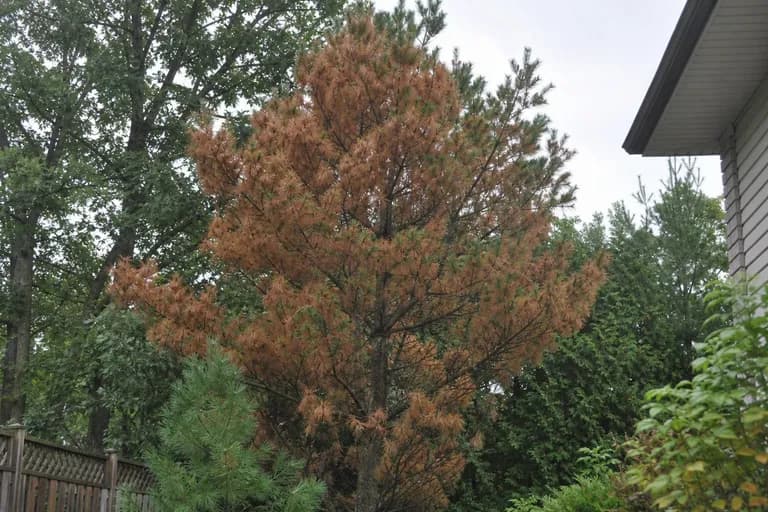Pine Wilt Disease
