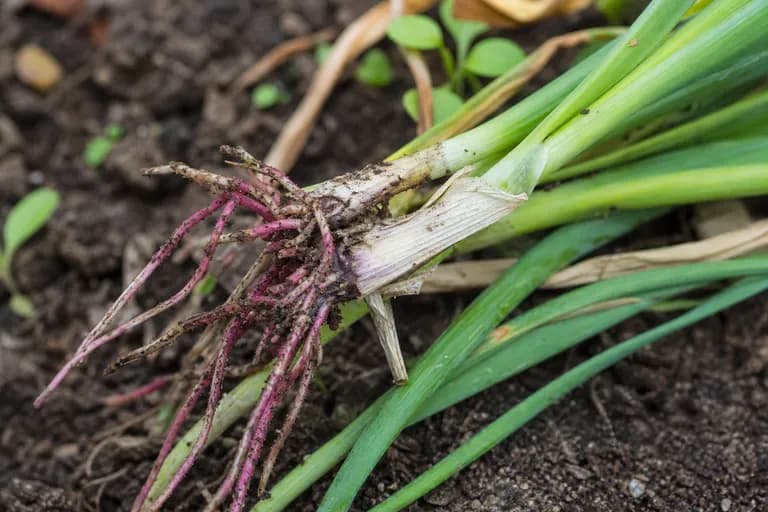 Pink Root