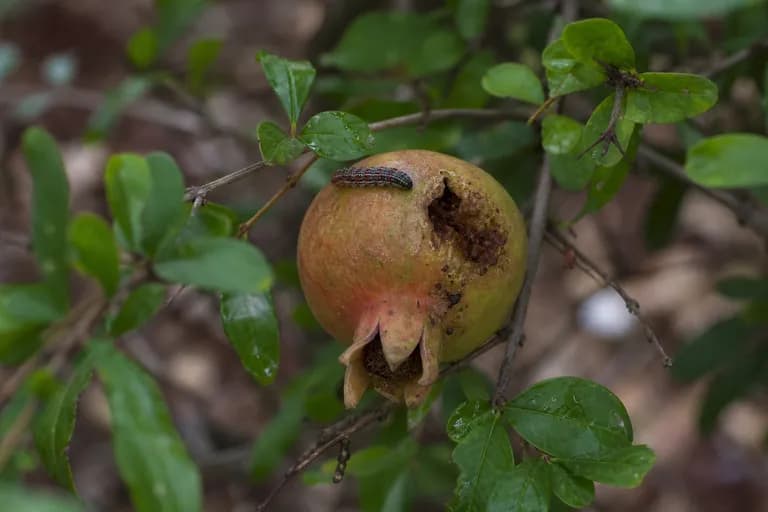 Granatapfelfalter (Virachola isocrates)