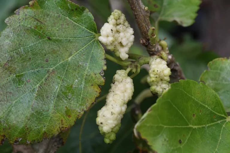 Popcorn Disease