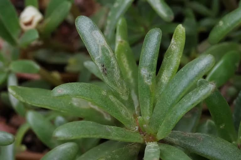 Portulaca Leafminer