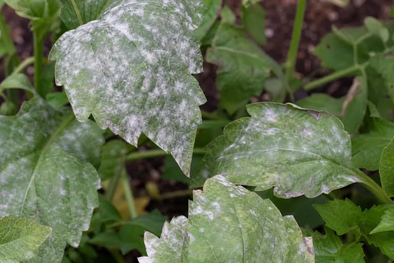 Powdery Mildew