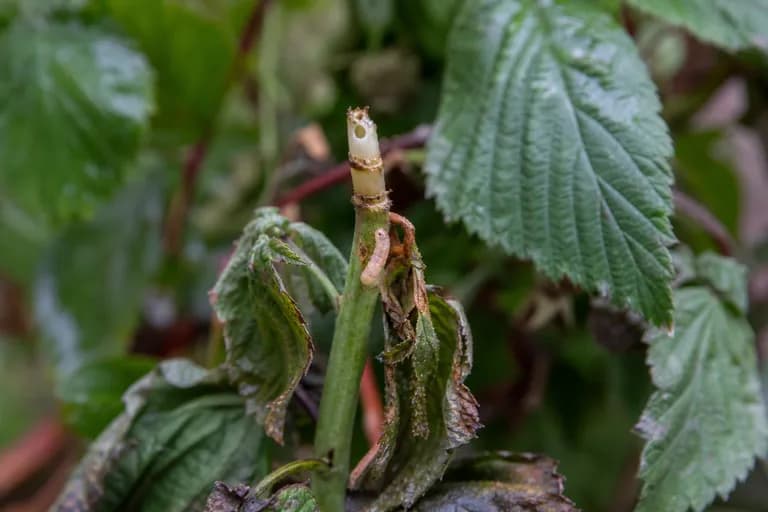 Raspberry Cane Borer