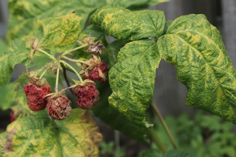 Raspberry Mosaic Virus