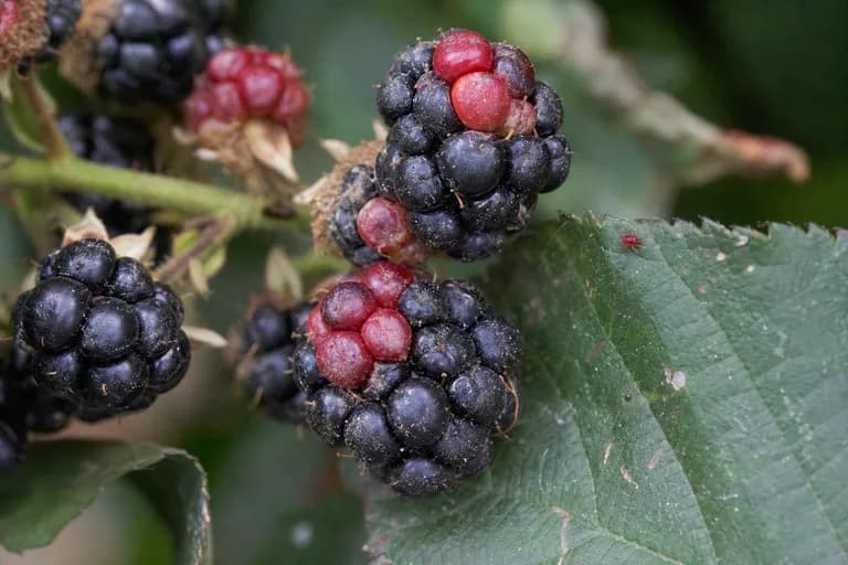Red Berry Mite