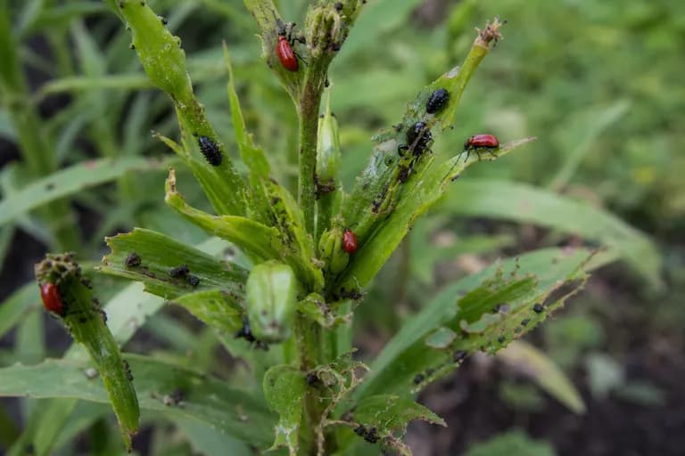 Red Lily Beetle