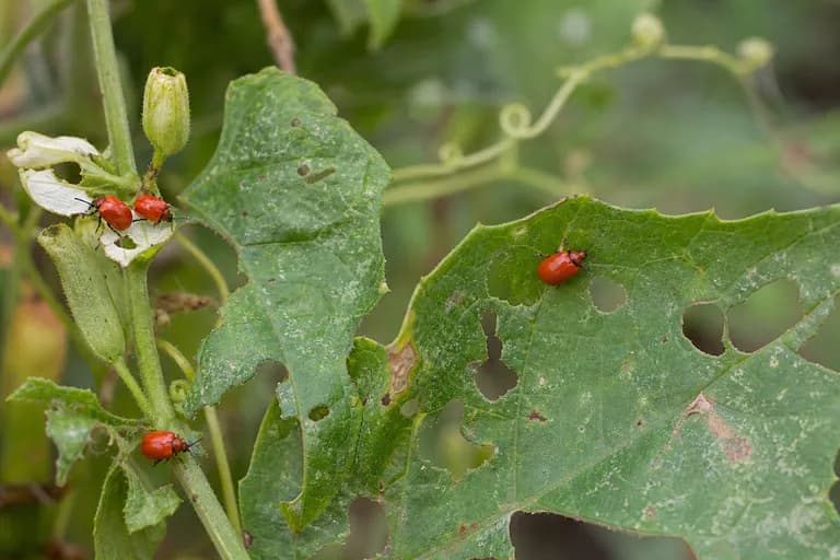 Mosca de la fruta (Bactrocera cucurbitae)