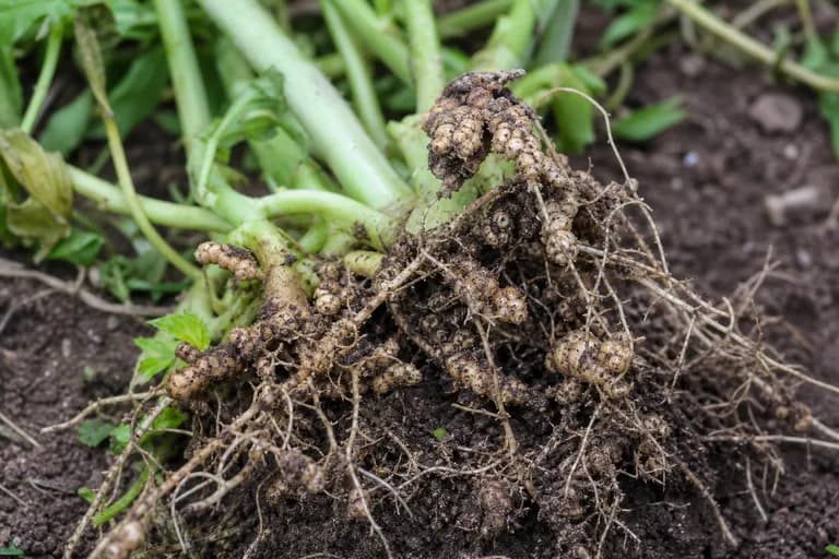 Root-Knot Nematode