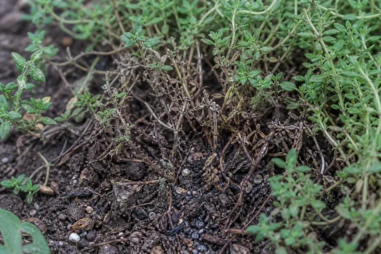 Wurzelfäule (Phytophthora/Rhizoctonia)