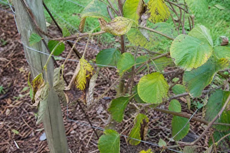 Root Rot (Phytophthora)