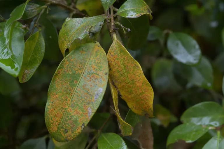 Roya (Austropuccinia)