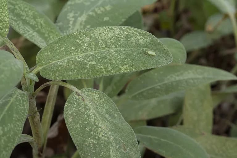 Saltahojas de la salvia