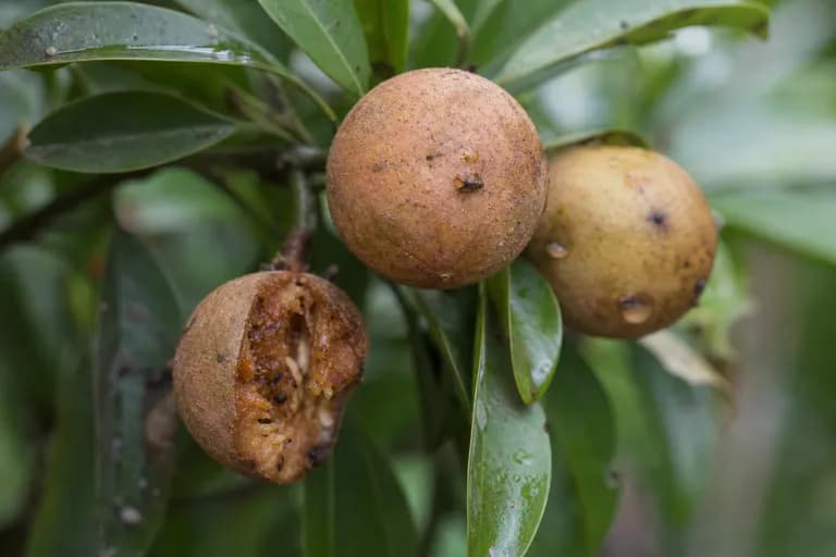 Mosca de la fruta del chicozapote