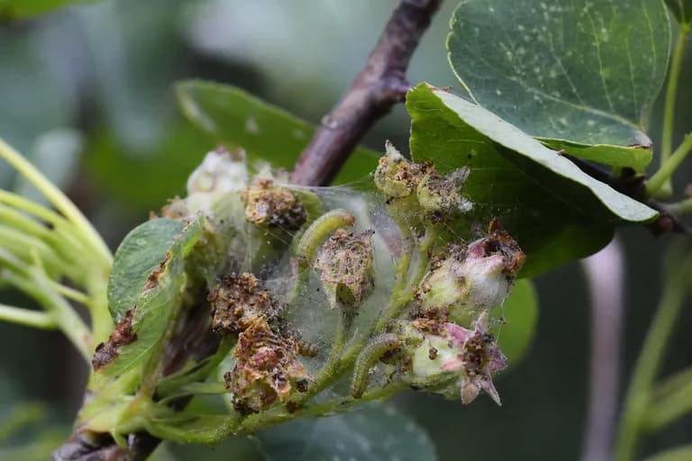 Saskatoon Bud Moth