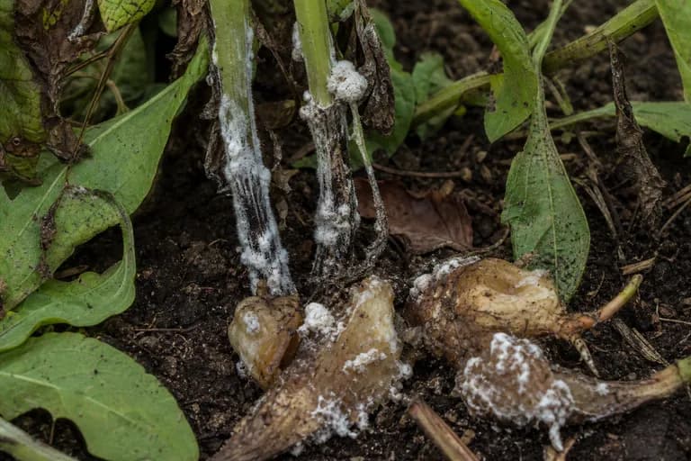 Sclerotinia-Fäule (Weißstängeligkeit)