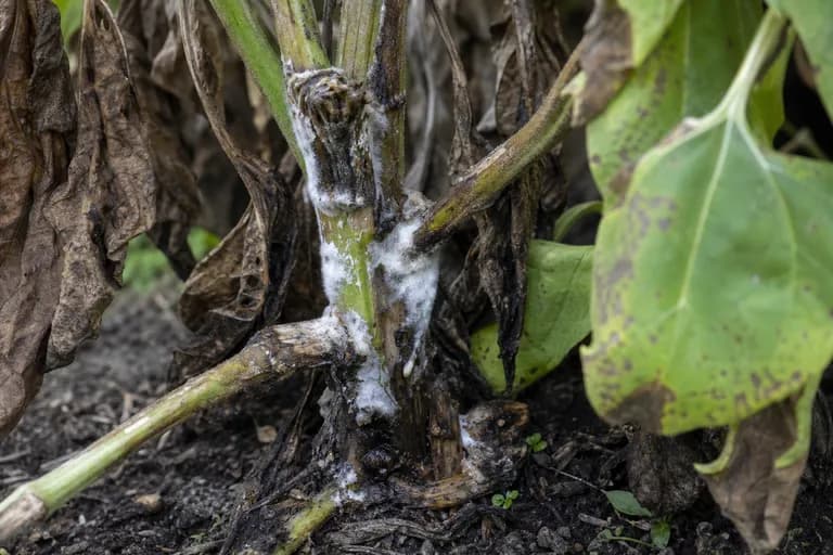 Sclerotinia-Weißfäule
